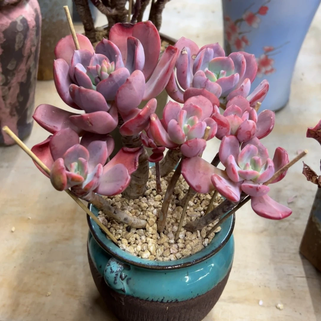 西雾38 零零多肉植物