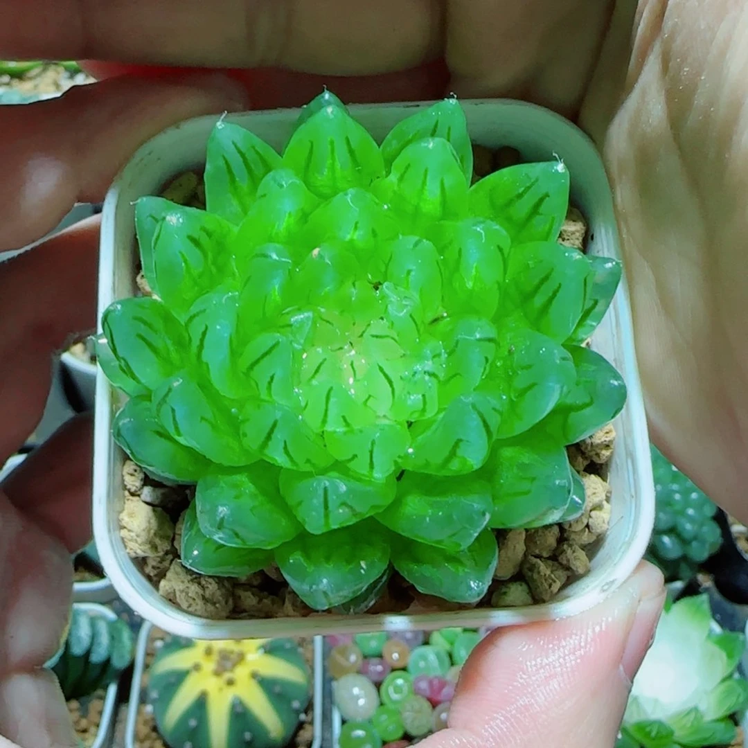 樱变女神多肉植物