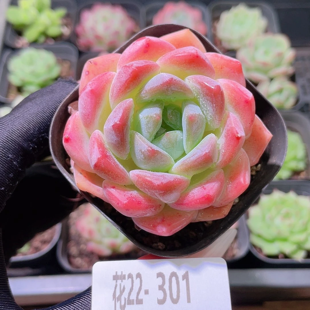 花利美22-301冰糖