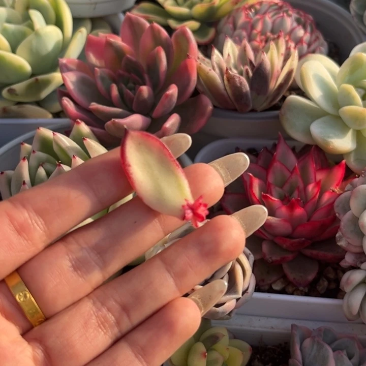 骑兵锦叶片一颗价格