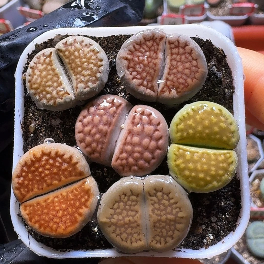 生石花22:：：。  10