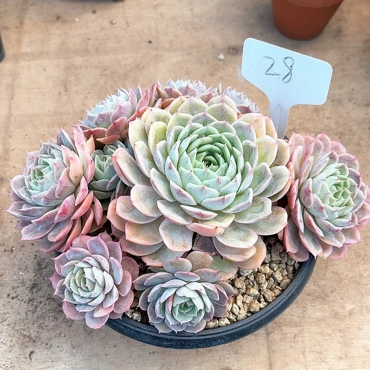 多肉植物，昂斯若28号