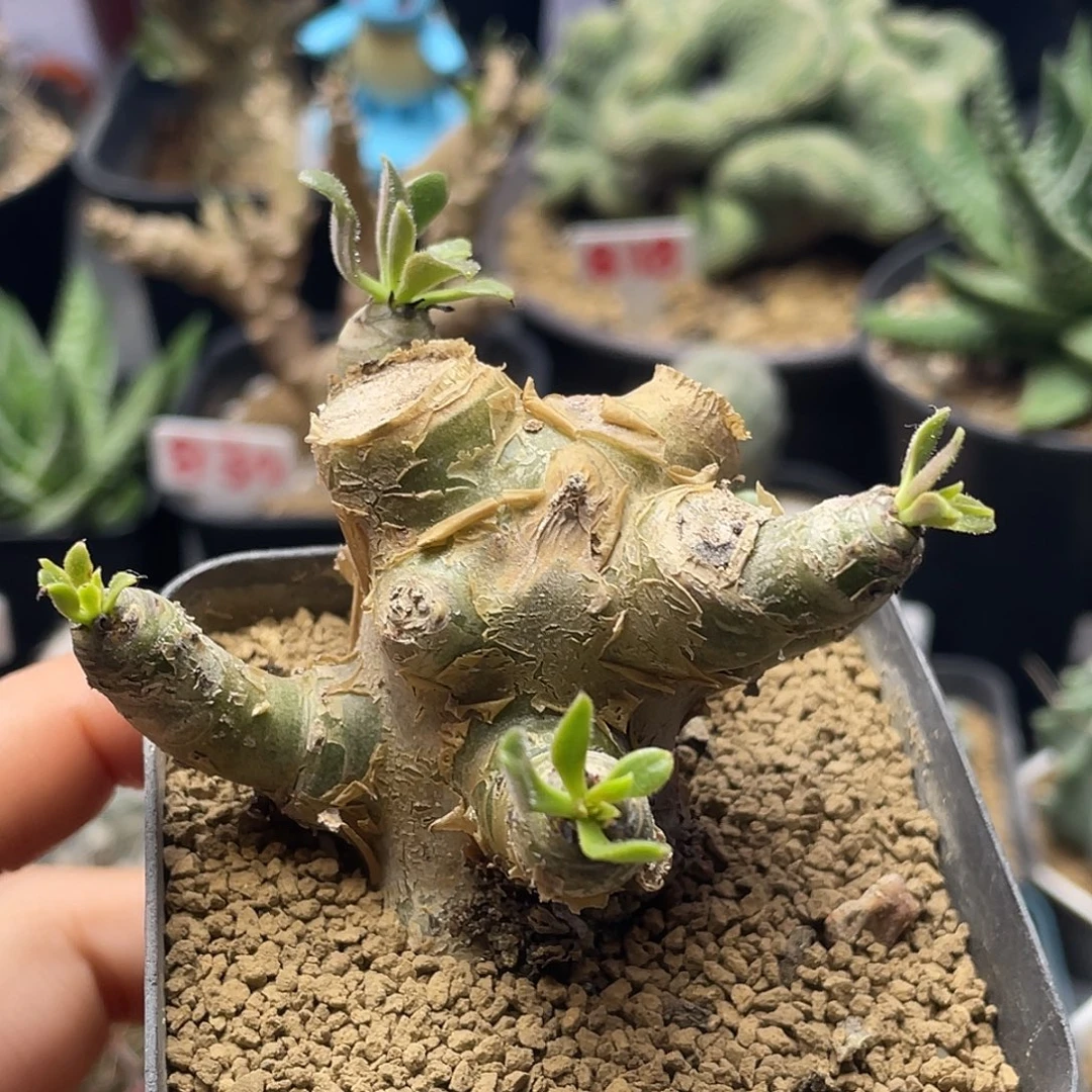 老桩毛叶阿房宫奇峰锦属仙人球