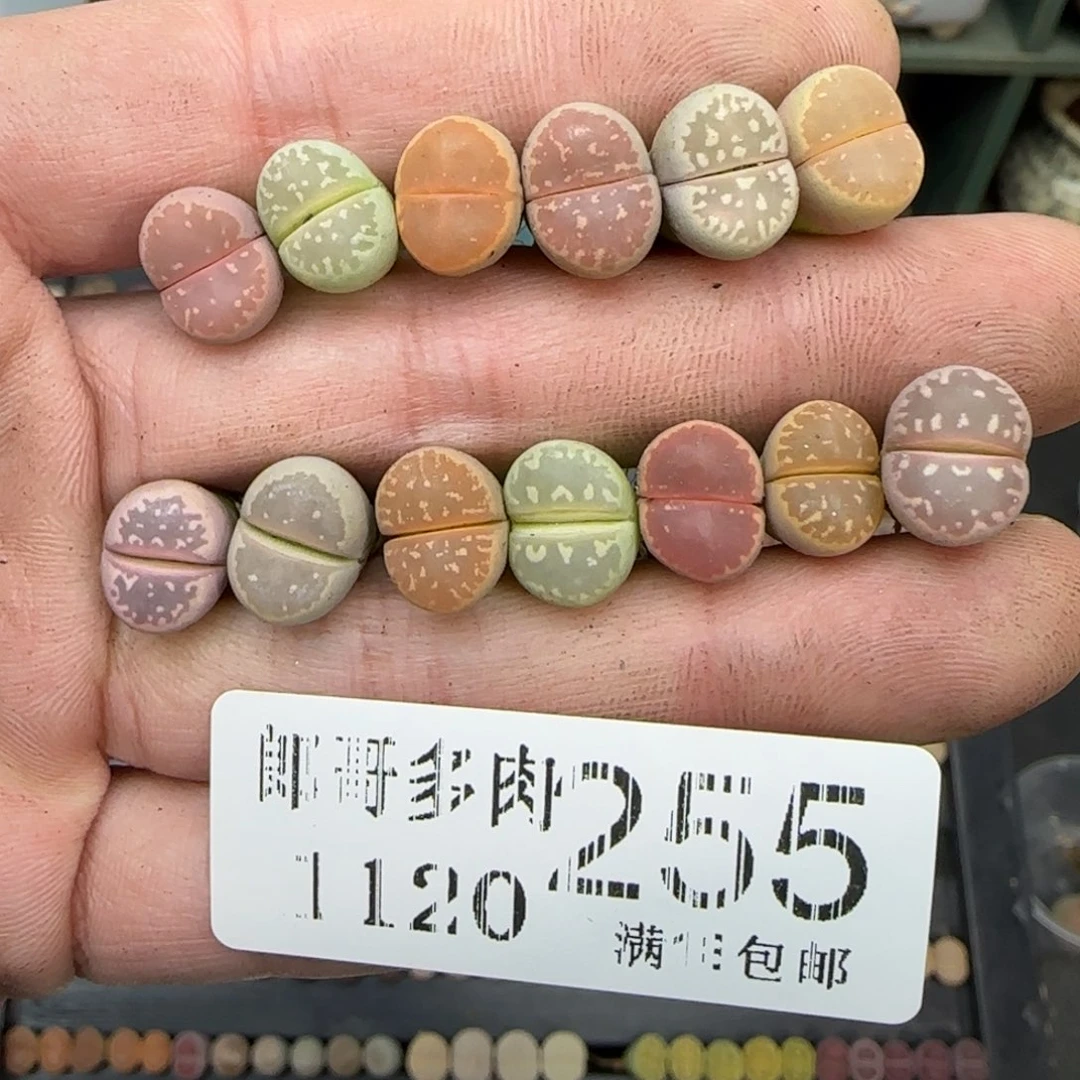 满满18包邮1120-255