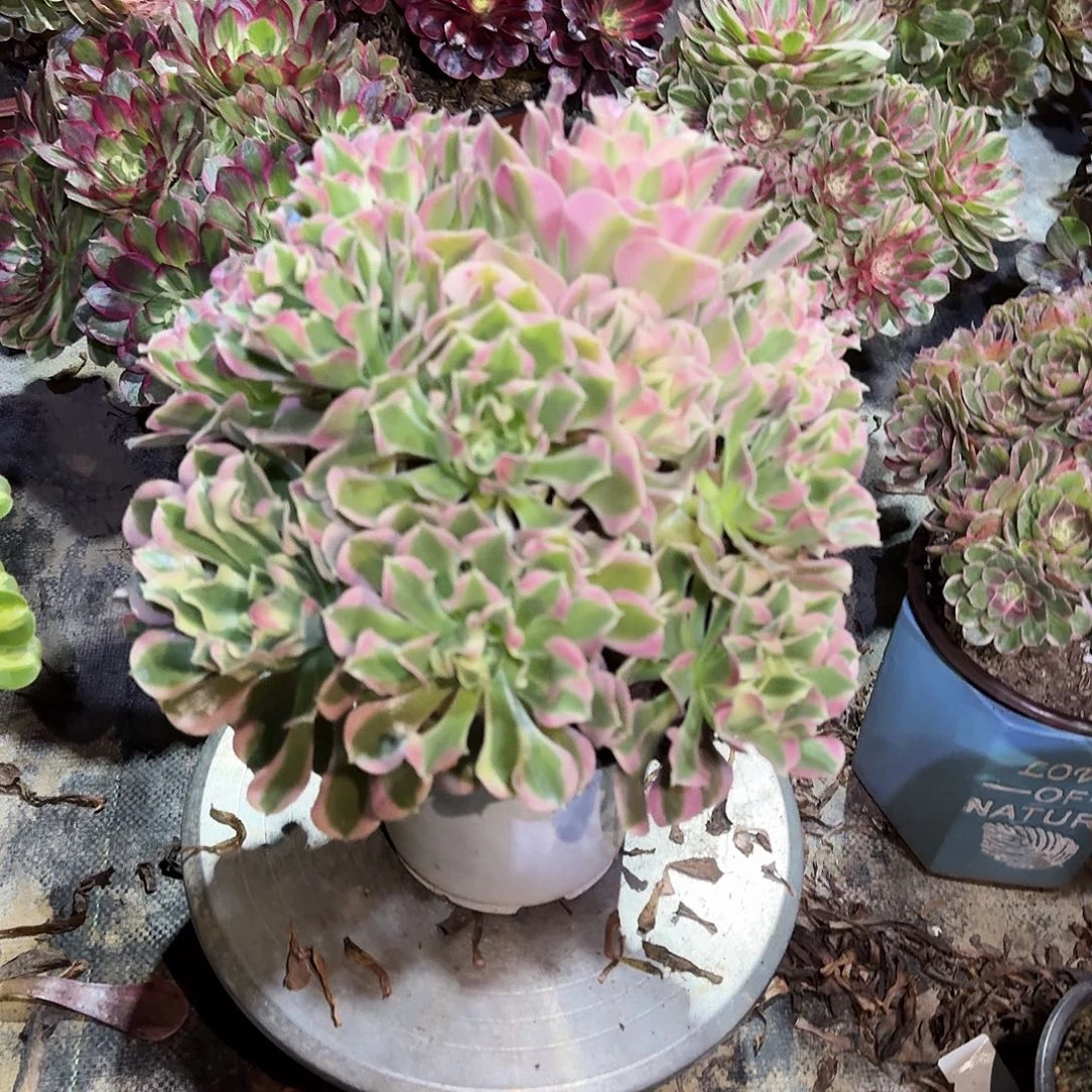 多肉植物白凤0537