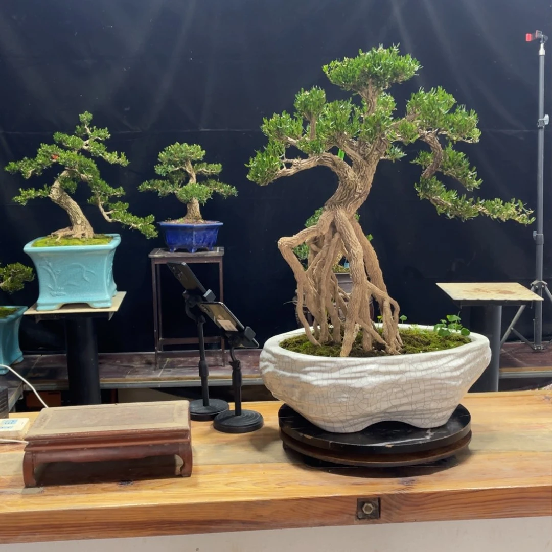 盆景家有黄杨 富贵吉祥