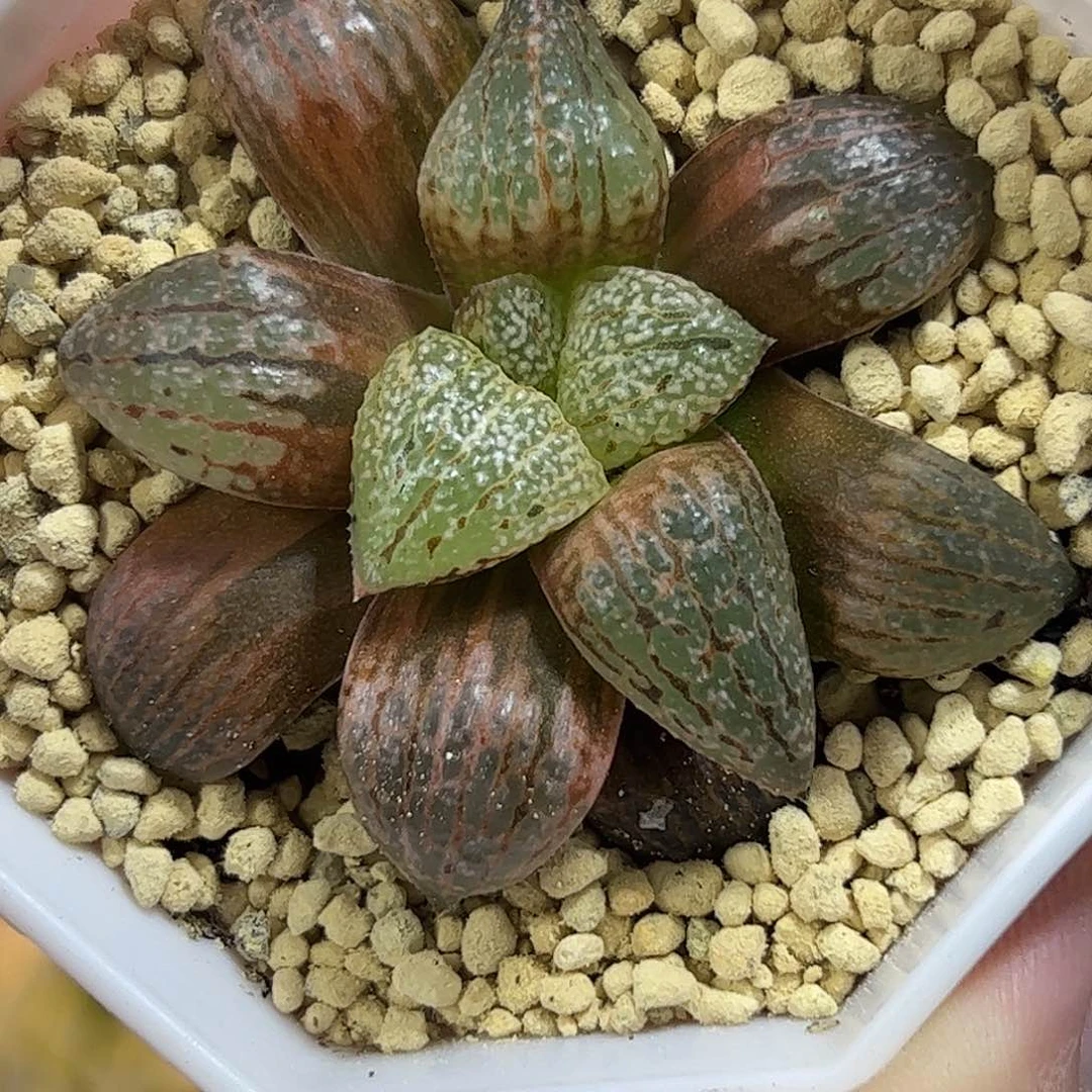 丸叶白银锦十二卷多肉植物