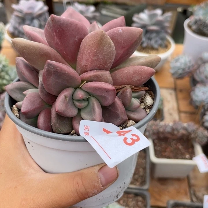 清***妍哈哈哈哈哈哈哈哈哈哈哈843