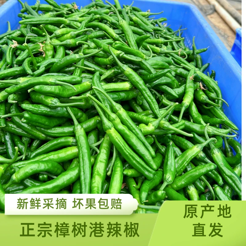正宗樟树港辣椒 原产地种植1235斤包邮传统农产品纯正味道脆嫩