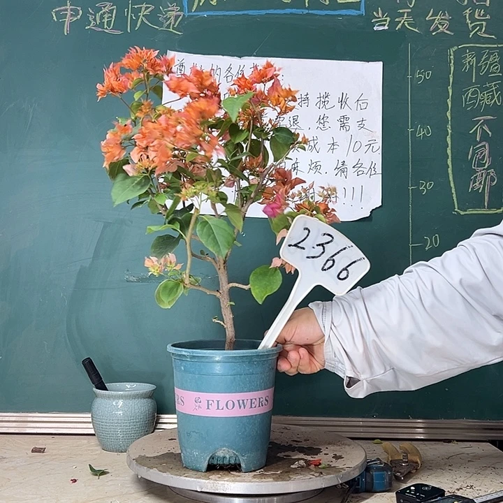 当前无花栽培后可以开花重瓣橙2366
