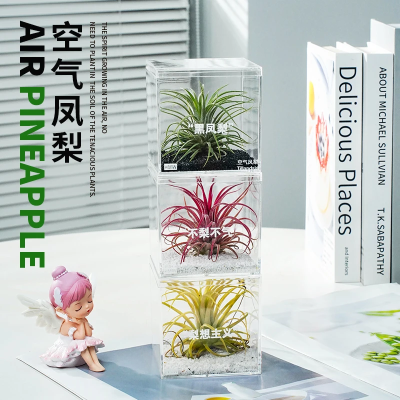 空气凤梨无土植物鲜活办公桌面室内多肉盆栽黑凤梨绿植