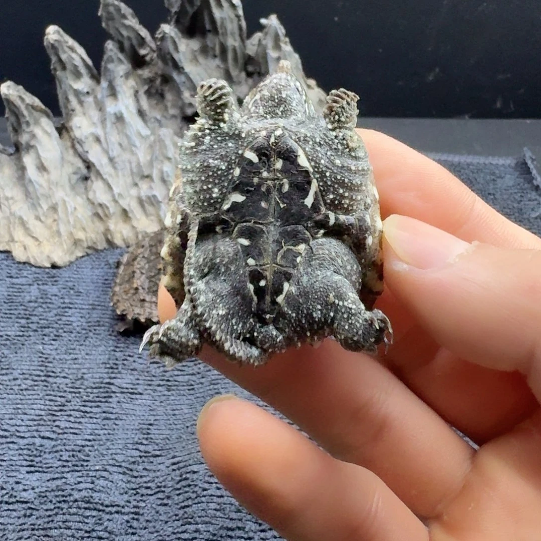 母绿毛龟小白佛纯佛