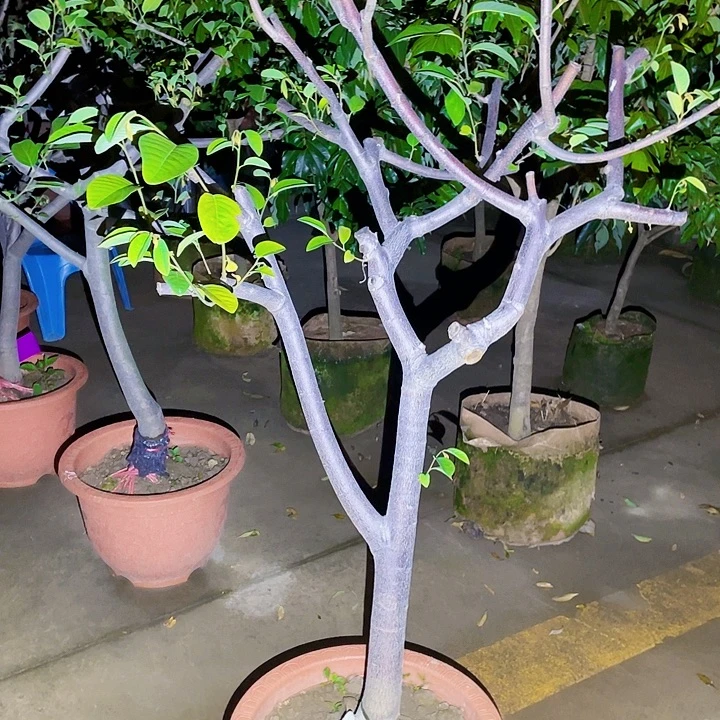 北***珠完全开放果树88888