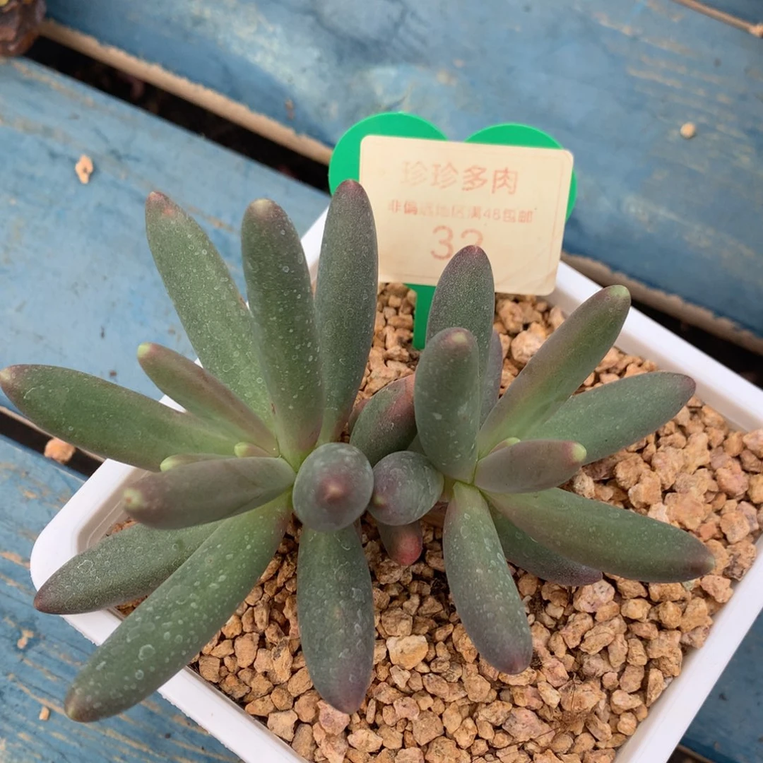 烟花无砍一物一拍32