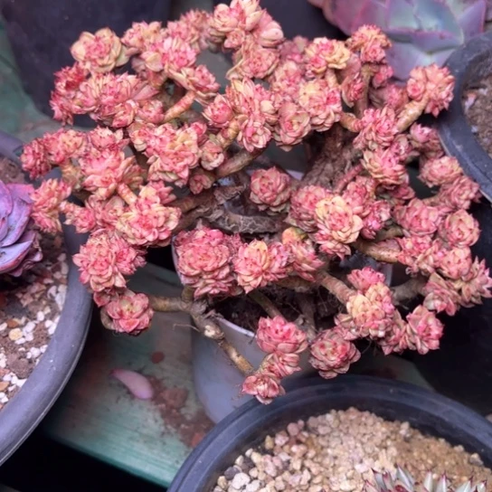 花***8多肉植物的植物