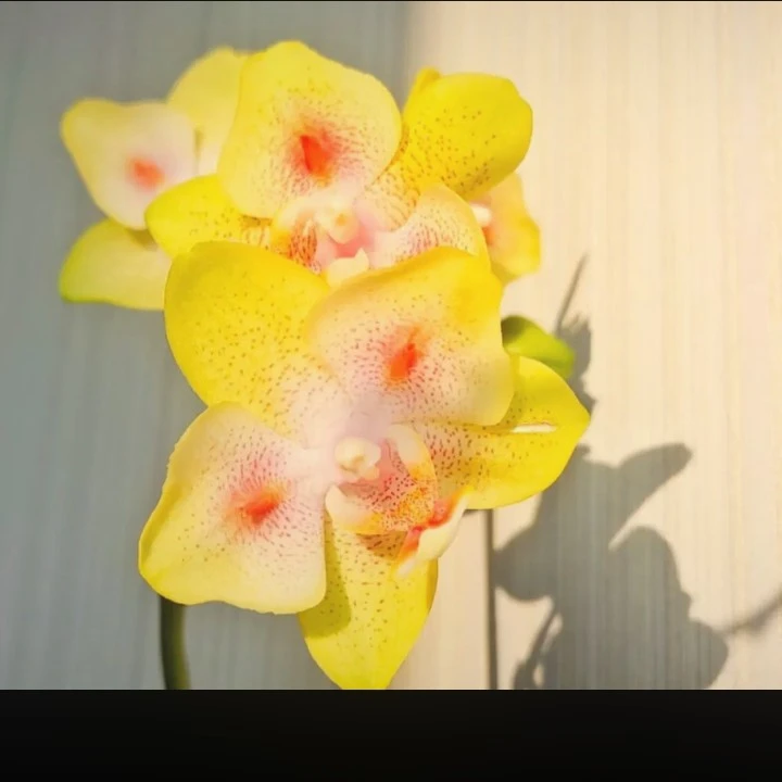 【海绵宝宝双头苗】带花剑蜡质带香味易分枝分叉