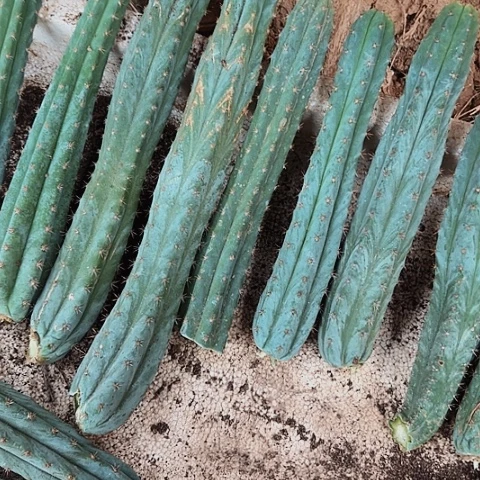 手***艺30根多闻柱仙人球