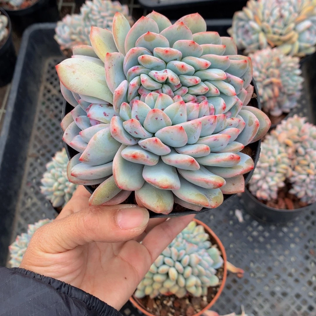 A****?22525缀嗯嗯嗯我想吃