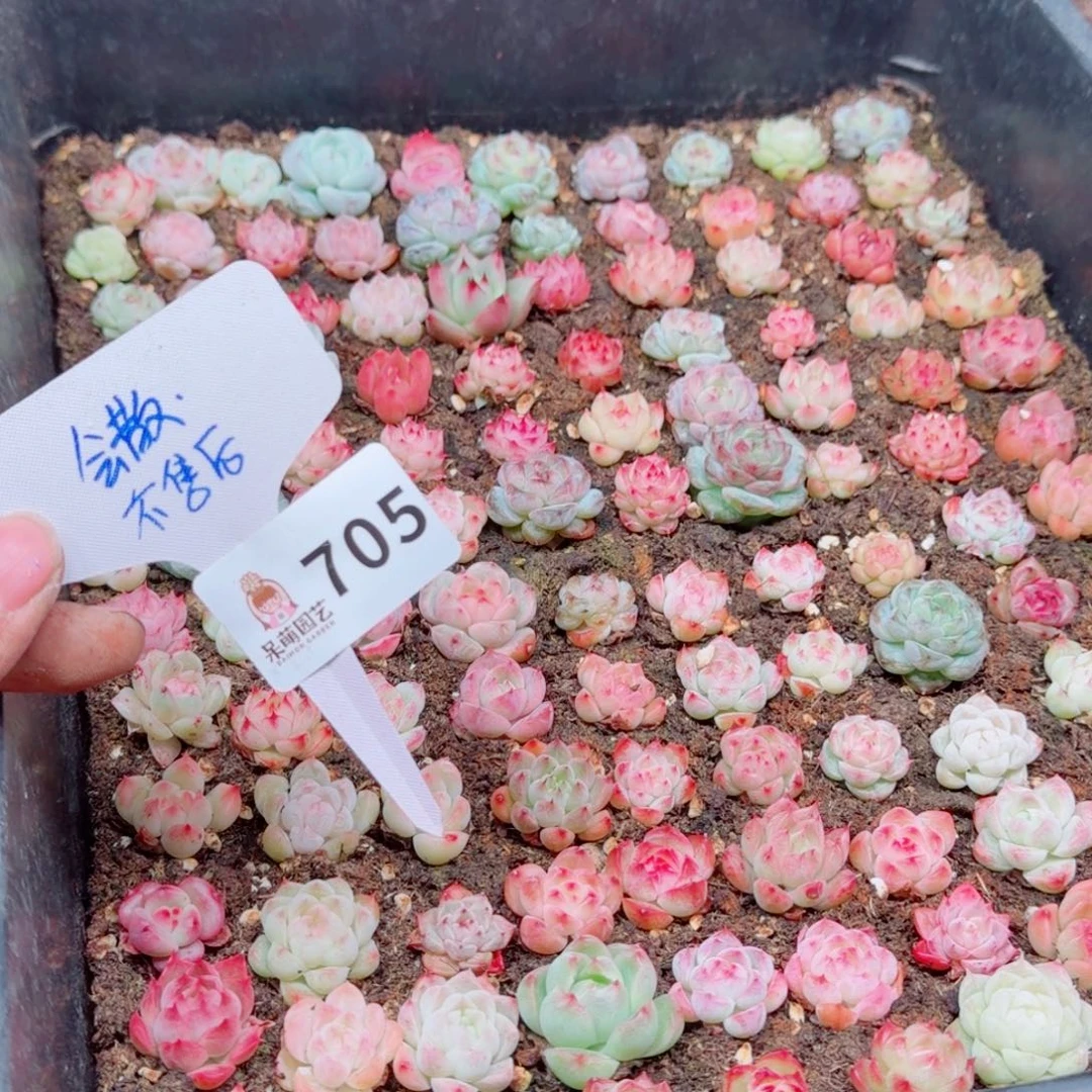 多肉植物多肉植物