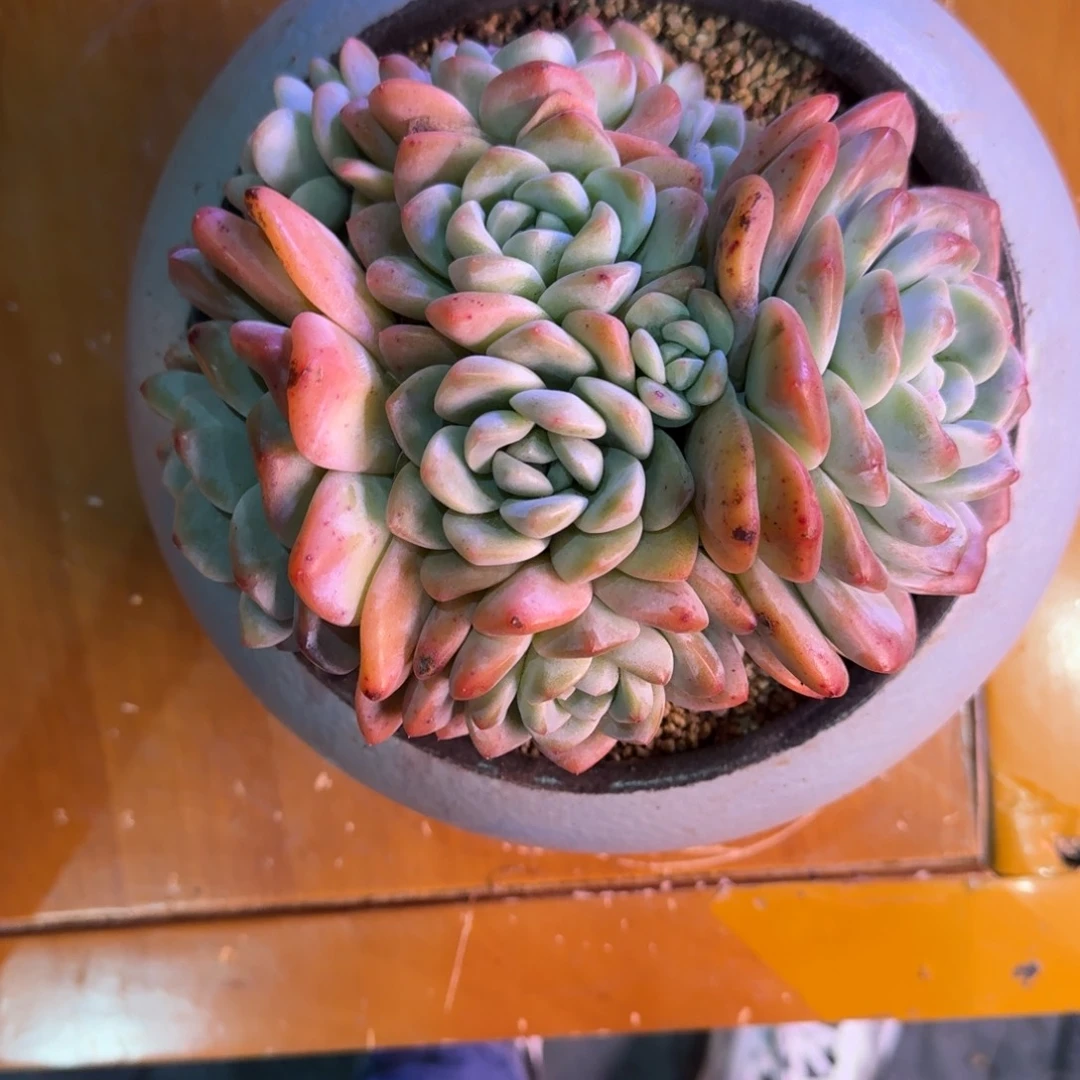 浅*冰玉无砍多肉无砍