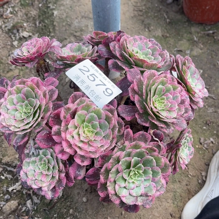 2579霁月的人多肉的