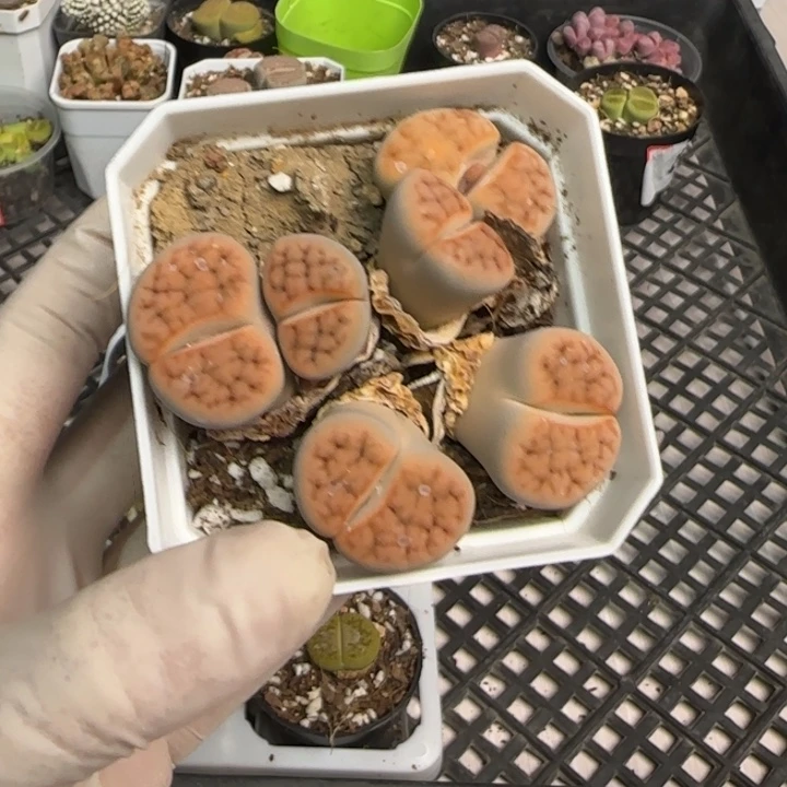 良****店1367 大棚清货啦快来捡漏