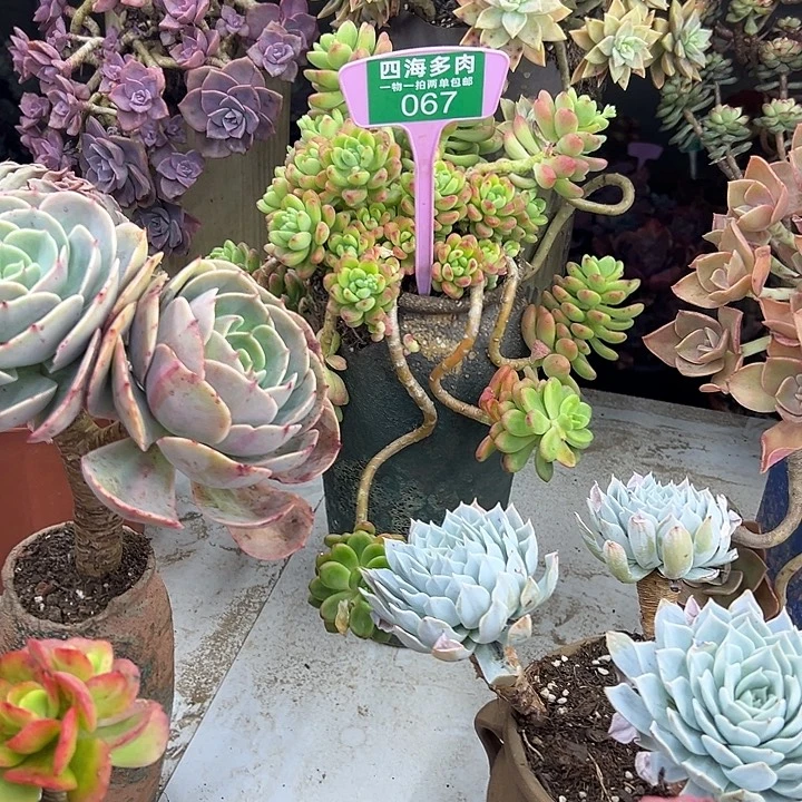 罗***棋香格里啦多肉植物群落067