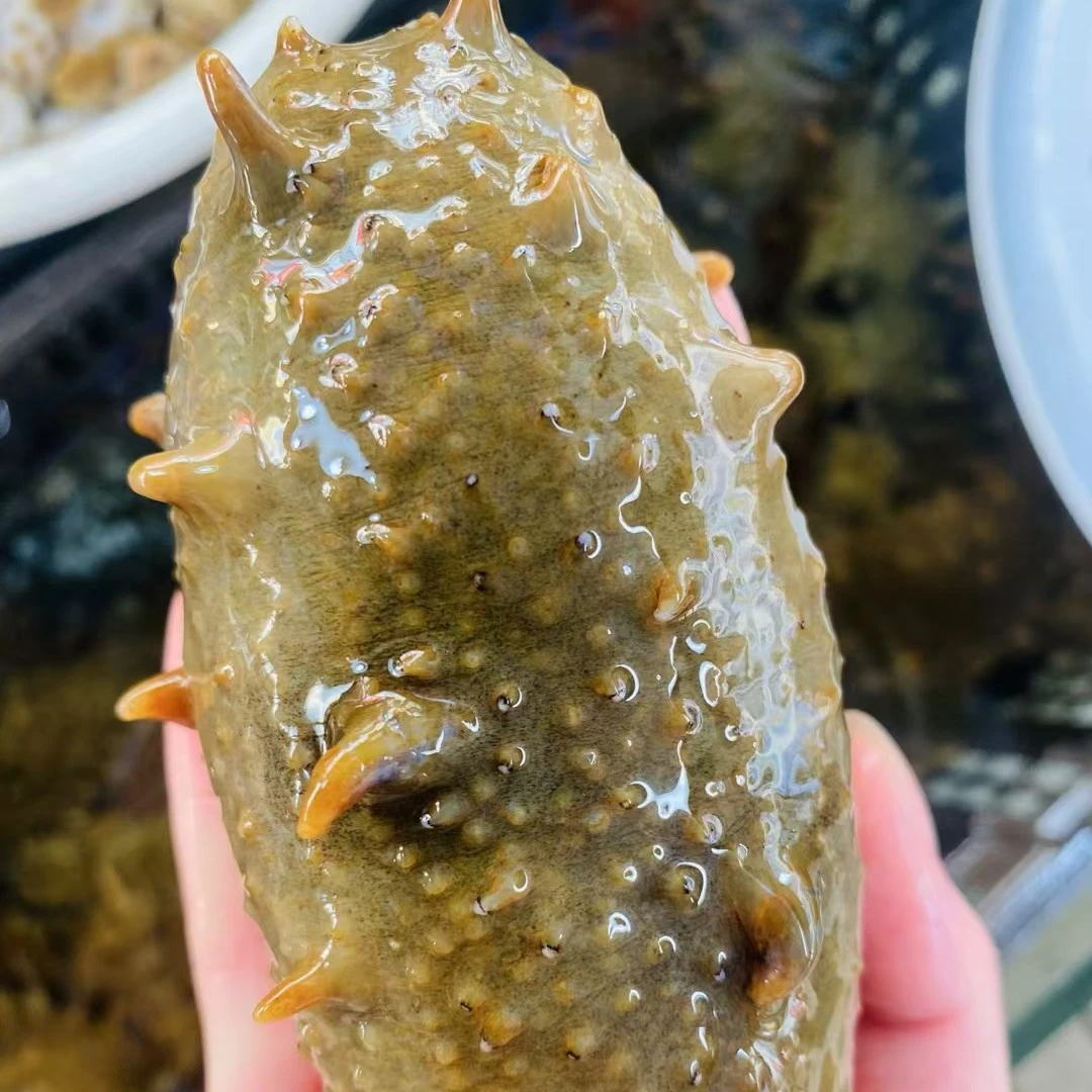 鲜活生猛海参200g/条
