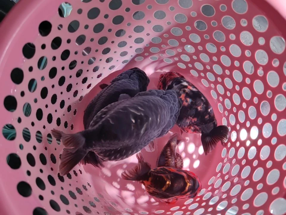 朝***拾金鱼潘氏金鱼兰寿金鱼黑麒麟