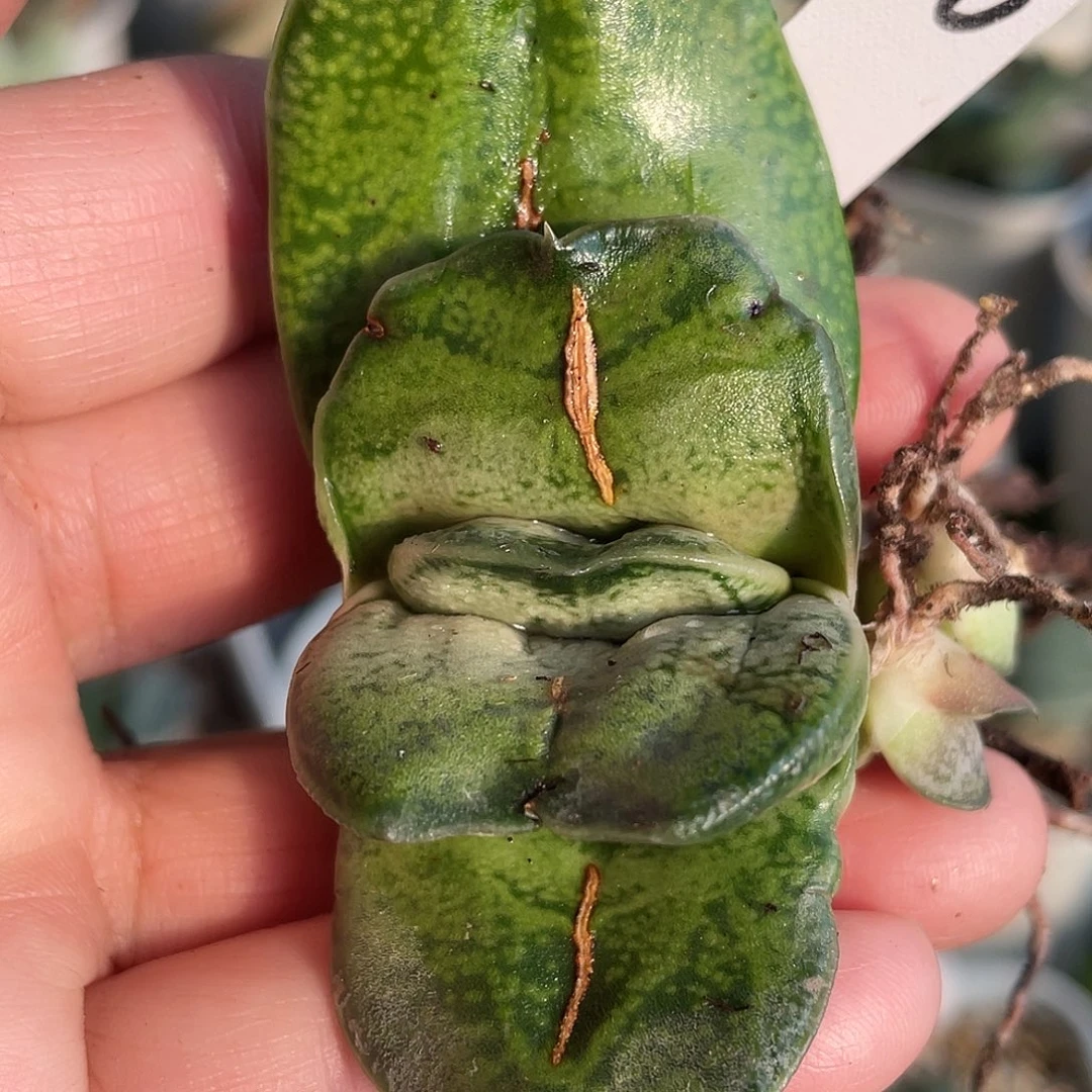 73脱土发货1111111