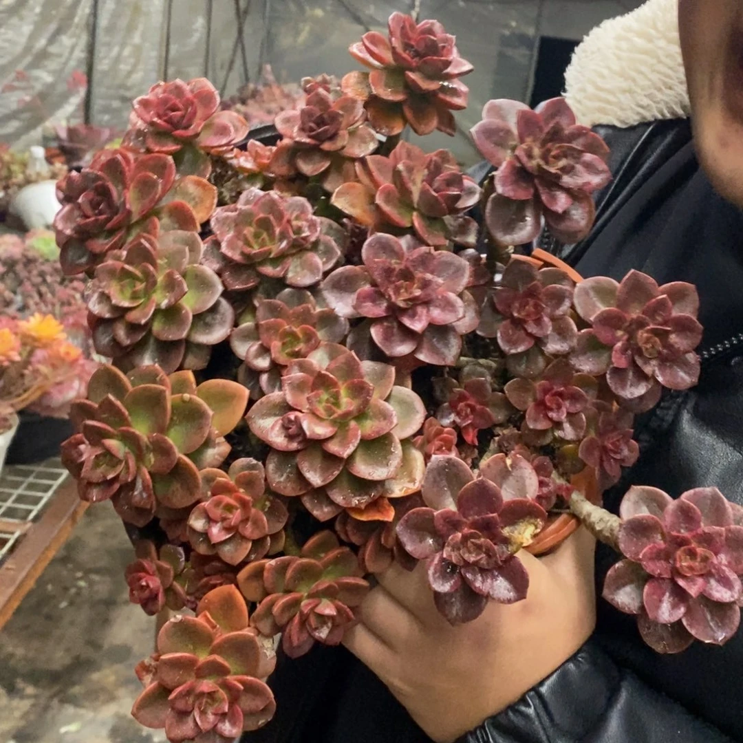 巧克力方砖整桩整群三盆