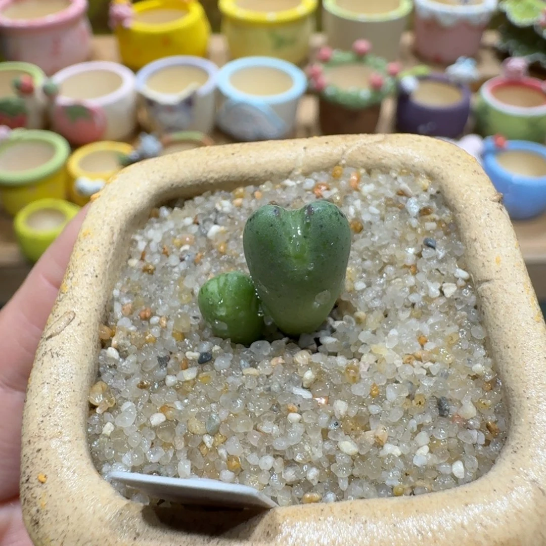 蘑菇1130少将多肉植物