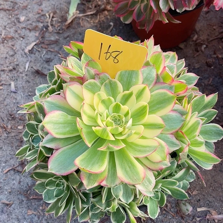 168一颗海鲜法师多肉