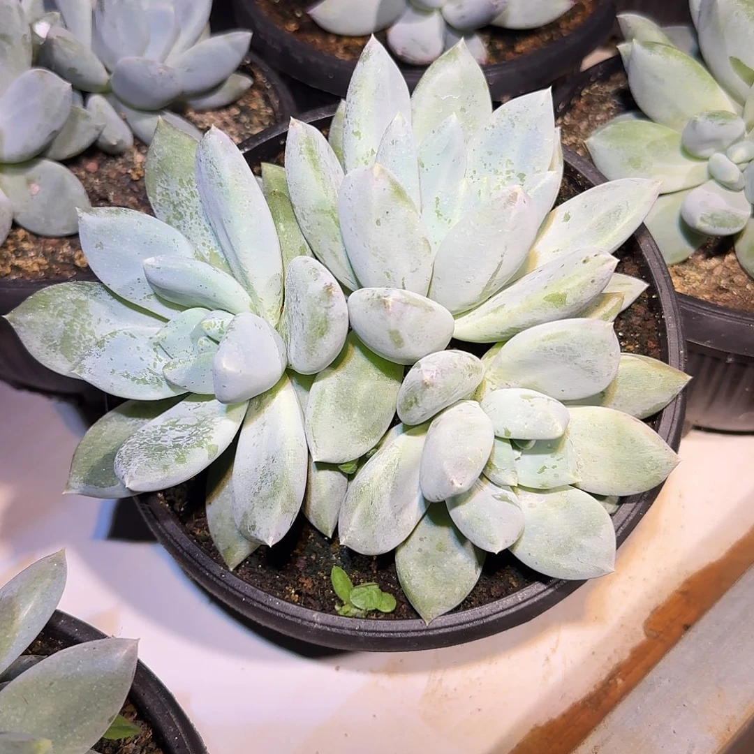 伊丽莎白整无砍群生