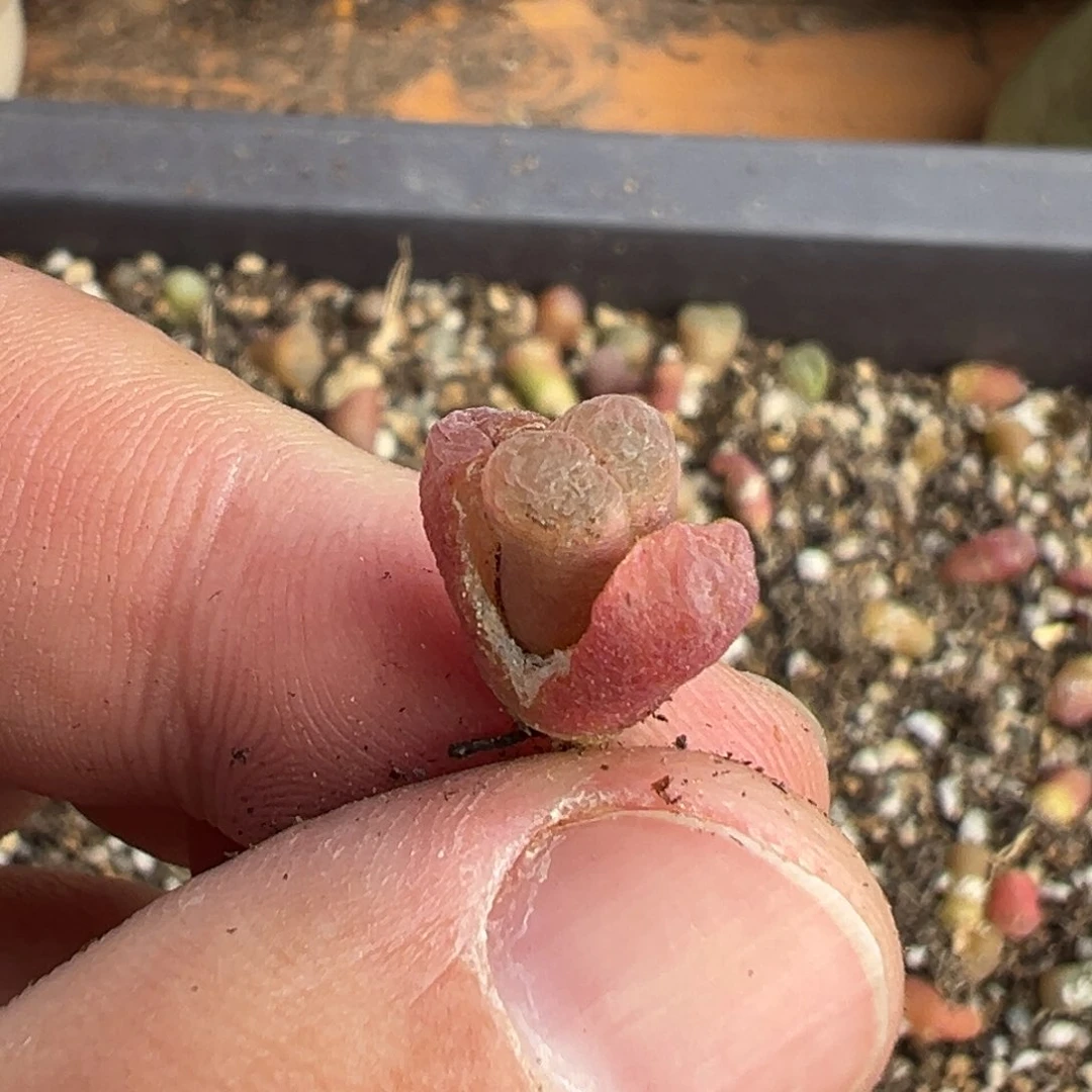 量拍极光风铃一颗