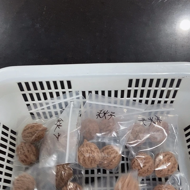 吊坠文玩核桃秋子