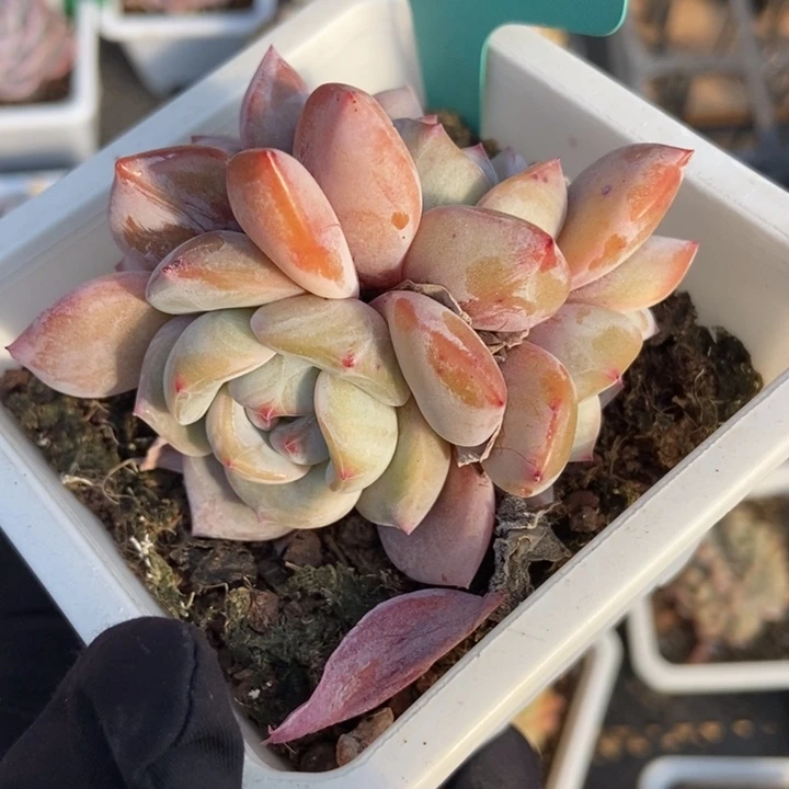 7315石榴籽多肉植物保护