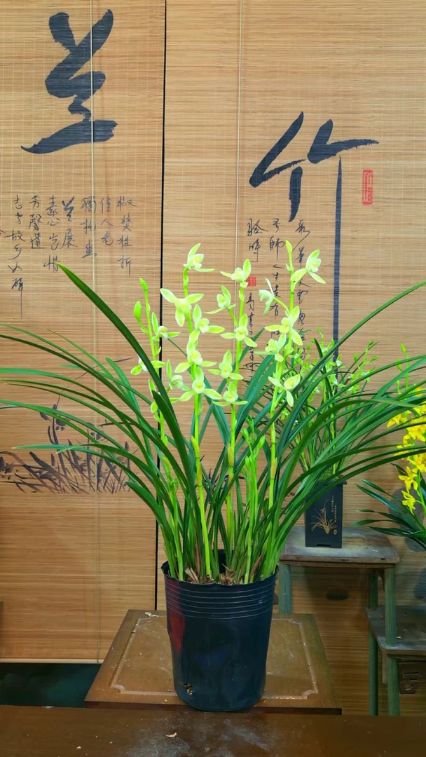 【10支花起】原盆 国色天香 四季建兰好养室内阳台兰花绿植盆栽