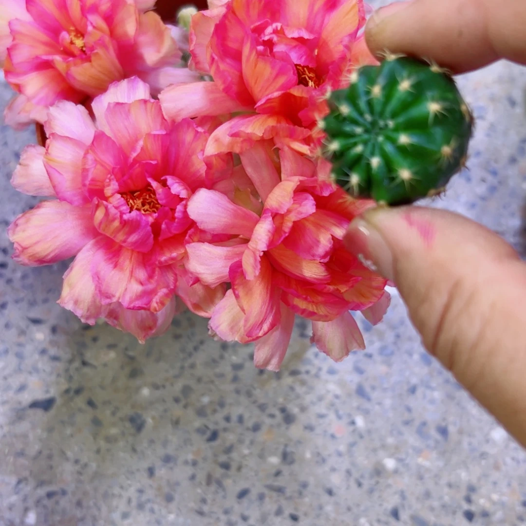 下26丽花L28 歪无根侧芽2公分左右20包邮