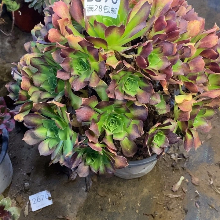 火山石多肉断头不包890