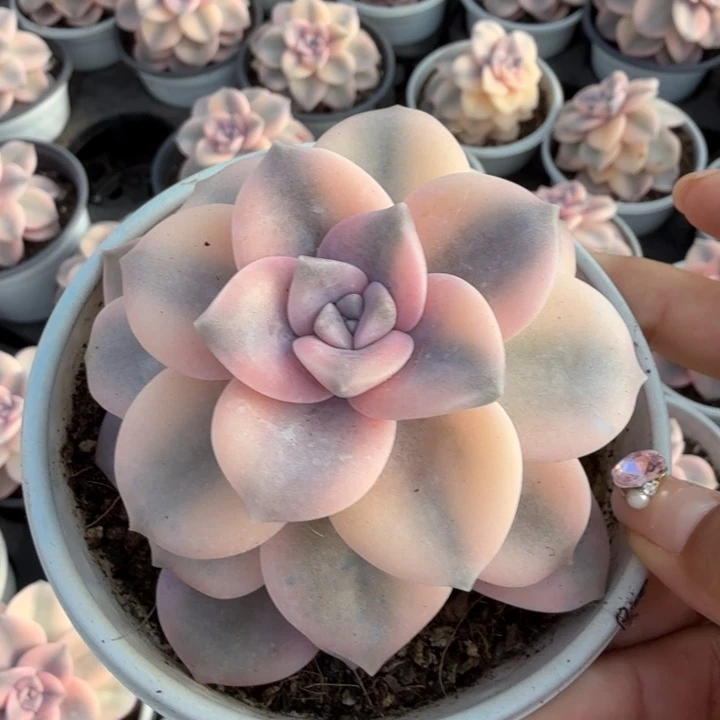 粉紫乐锦 腹轮锦大锦边