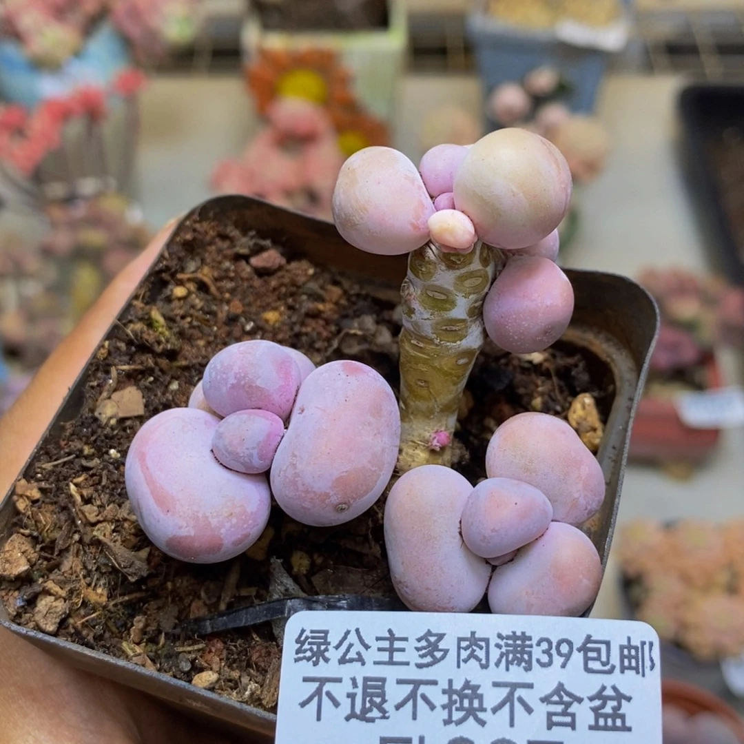 337橙奶多肉肉3c m
