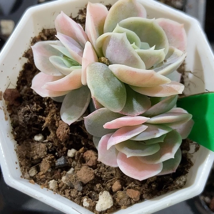 多肉植物蓝色惊喜锦844