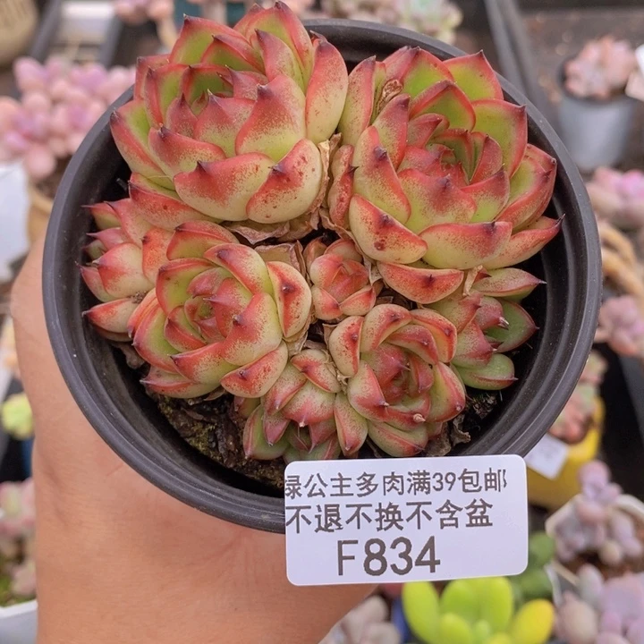 麦秆834多肉植物