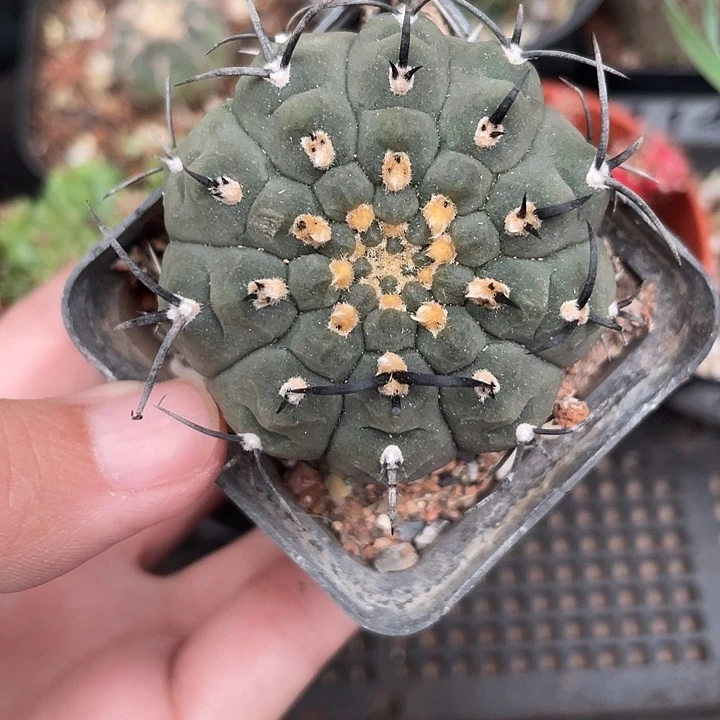 122裸鄂杂仙人球植物