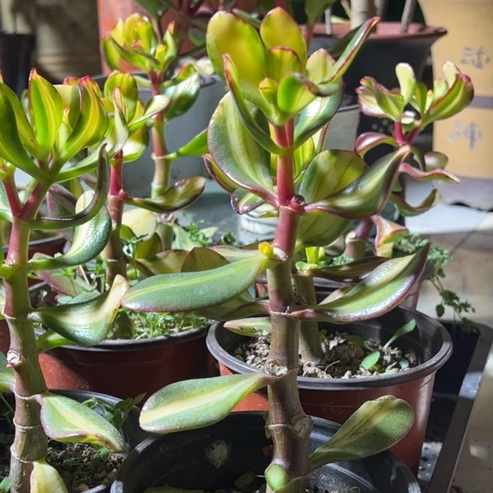 熊*K60卷叶脱土发货