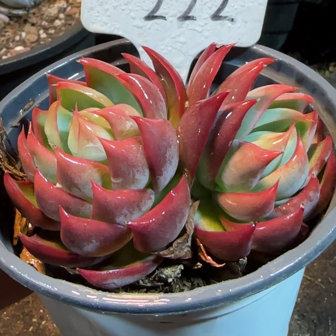 惊鸿一物一拍包装收缩花旱222