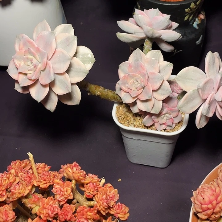 x***g多肉植物紫乐锦寄养