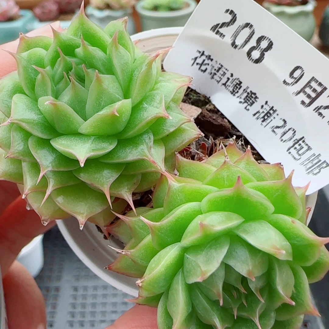 花语逸镜0929-208