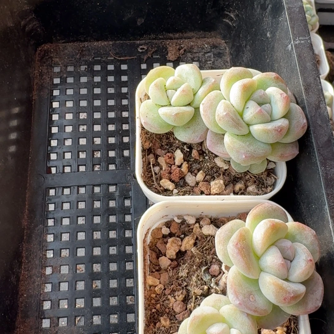 08号到手3颗，双头冰玉带盆土发